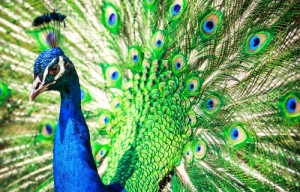 peacock